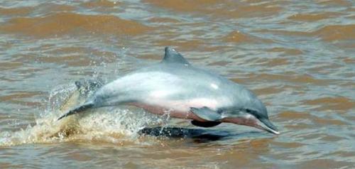 Bolivian River Dolphins Bolivian River Dolphins