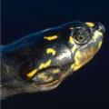 Bolivian river turtles