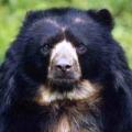 Bolivian spectacled bear