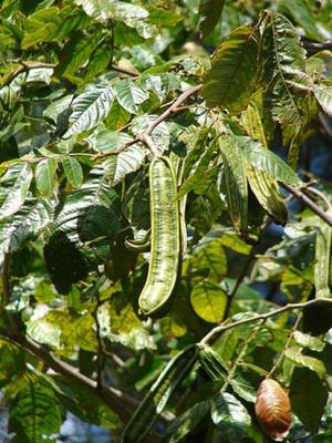 Pacay Fruit Tree