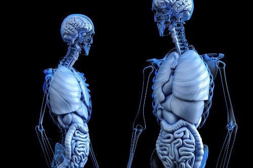Bolivia Tourism Sucre Museum of Human Anatomy Bolivia Tourism Sucre Museum of Human Anatomy