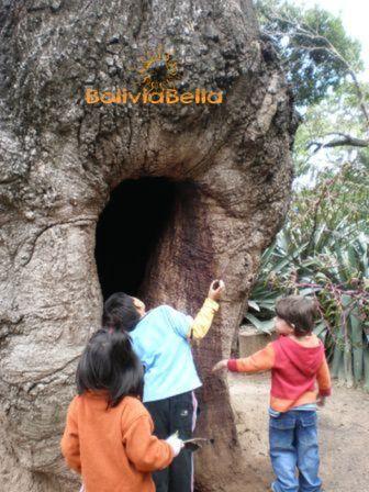 bolivia for kids rainforest toborochi tree