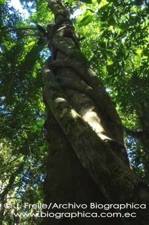 Bolivian myths and legends - the bibosi and the motacú