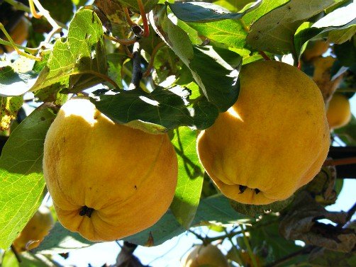 Quince fruit