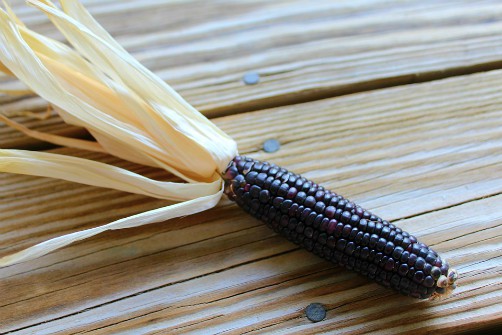 Purple corn or purple maize