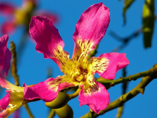 Bolivian Myths and Legends - The Toborochi Tree