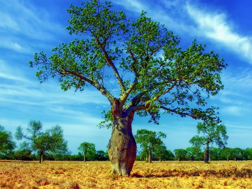 Bolivian Myths and Legends - The Toborochi Tree
