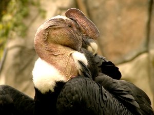 bolivia national bird andean condor