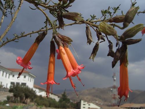 kantuta (cantuta buxifolia)