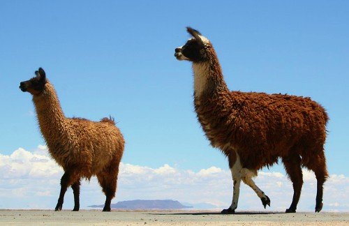 The Llama is Bolivia's National Animal. Bolivian National Emblems. Bolivia Facts The Llama is Bolivia's National Animal. Bolivian National Emblems. Bolivia Facts