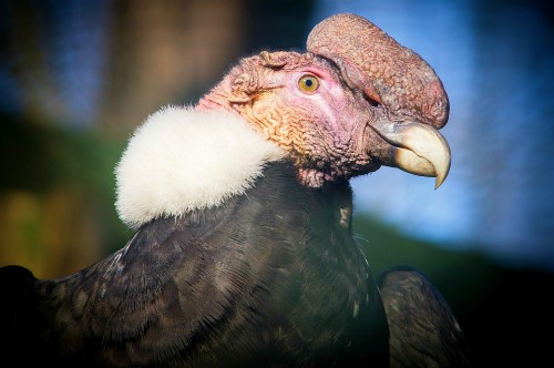 Bolivian National Emblems - National Bird - Condor