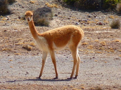 Bolivian Wildlife - Vicuña