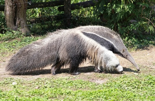 Bolivian Wildlife - Anteater