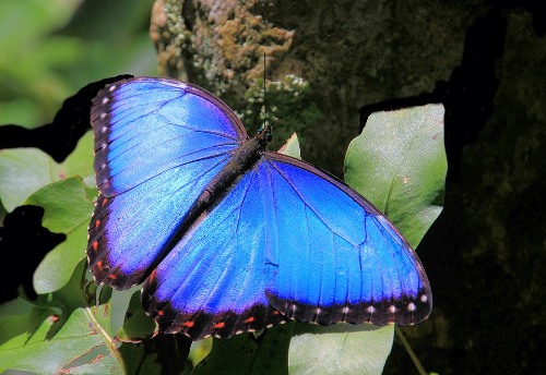 Bolivian Wildlife - Blue Morpho Butterfly