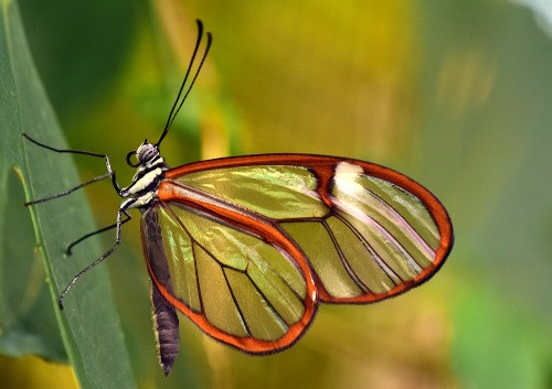 Bolivian Wildlife - Transparent Glass Wing Butterfly