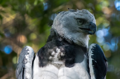 Bolivian Wildlife - Harpie Eagle