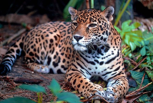 Bolivian Wildlife - Jaguar