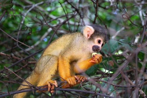 Bolivian Wildlife - Monkey