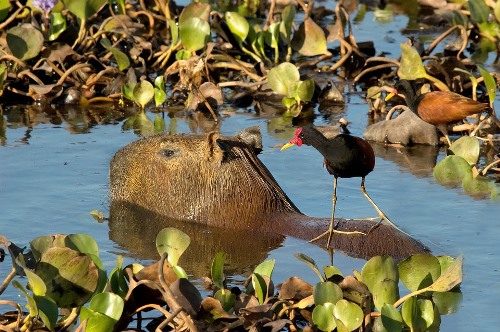 Ecotourism in Bolivia: Capybara - Pantanal Ecotourism in Bolivia: Capybara - Pantanal