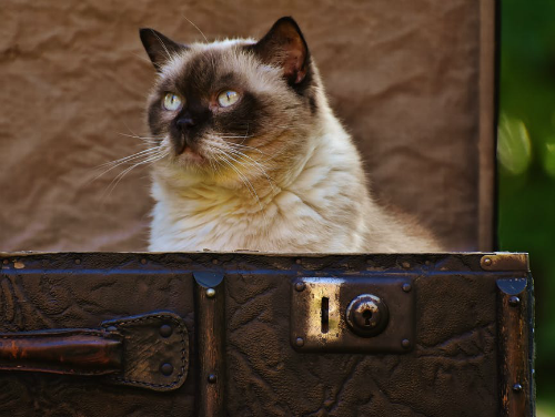 Requirements for Traveling with Pets to Bolivia Requirements for Traveling with Pets to Bolivia
