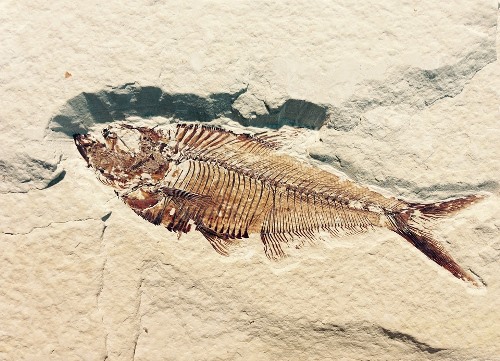 Paleontology Museum Tarija Bolivia Tourism