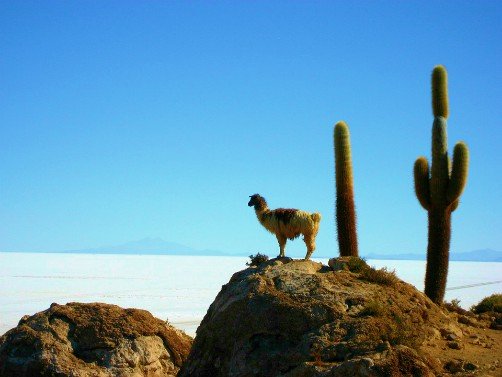 Salar de Uyuni Bolivia Salt Desert