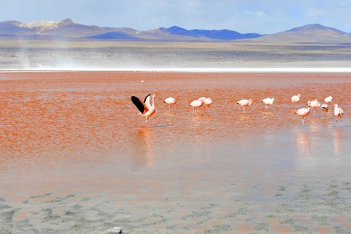 Flamingos Laguna Colorada Salar de Uyuni Bolivia