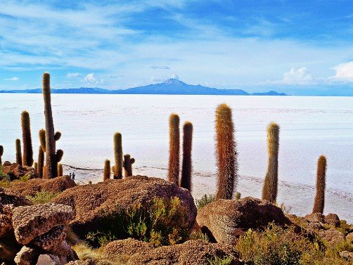Incahuasi Island Salar de Uyuni Bolivia Incahuasi Island Salar de Uyuni Bolivia