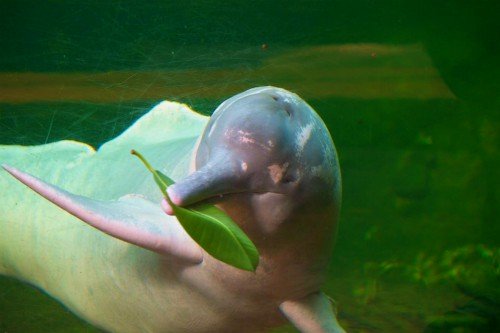 bolivia wildlife amazon pink river dolphin