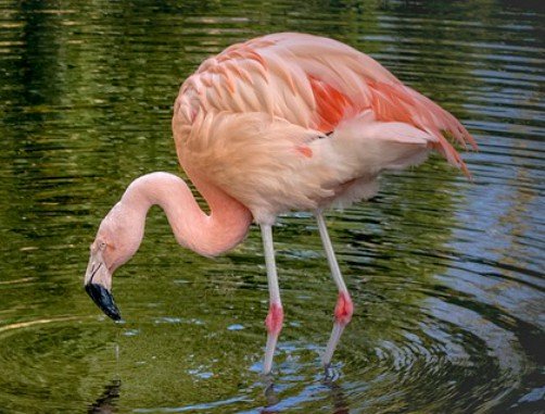 bolivia wildlife james flamingo 