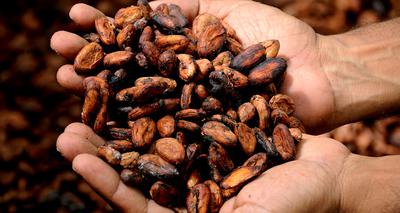 Cacao beans, also called nibs