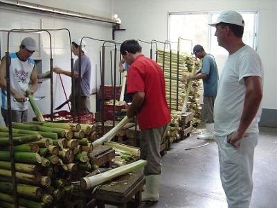 This is how palm trees are cut to extract their cores