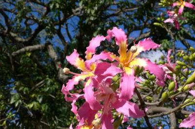 Flower of the toborochi tree, typical of Santa Cruz