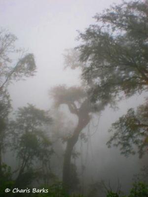 The rainforest in Bolivia