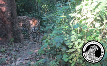 Fundación Yaguareté: Jaguar Conservation in Bolivia Fundación Yaguareté: Jaguar Conservation in Bolivia