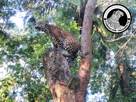 Fundación Yaguareté: Jaguar Conservation in Bolivia