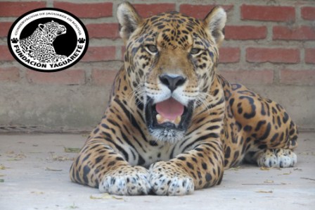 Fundación Yaguareté: Jaguar Conservation in Bolivia