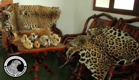 Fundación Yaguareté: Jaguar Conservation in Bolivia Fundación Yaguareté: Jaguar Conservation in Bolivia