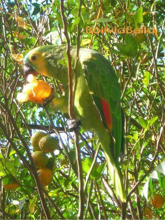 Meet Lorenzo. He lives in Isiporenda, in Guaraní territory near the Kaa Iya National Park.