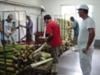 This is how palm trees are cut to extract their cores