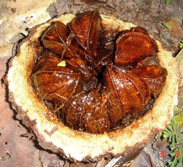 Brazil nut pod