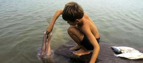 River dolphins in Bolivia