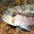 Bolivian chiquitano cichlid