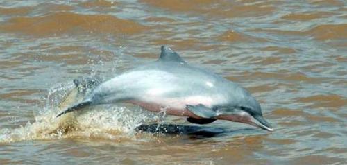 Bolivian River Dolphins
